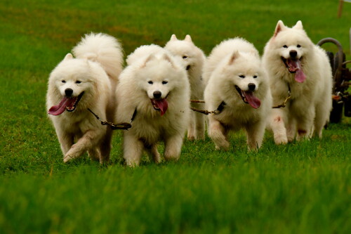 2024-11-02-Schlittenhundewagenrennen-rennende-Wollknaul-1.jpeg