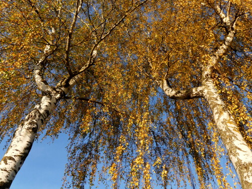 2024-11-05-Begegnung-im-Herbsthimmel-1.jpeg