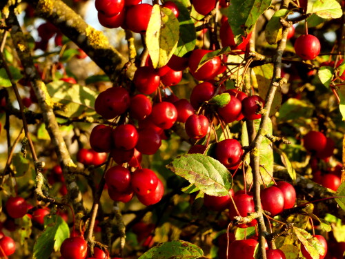 2024-11-05-Zierapfel-2.jpeg
