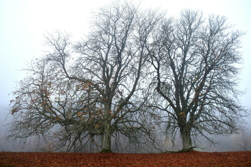 2024-11-10-Blattlose-Kastanien-am-Gelben-Berg.jpeg