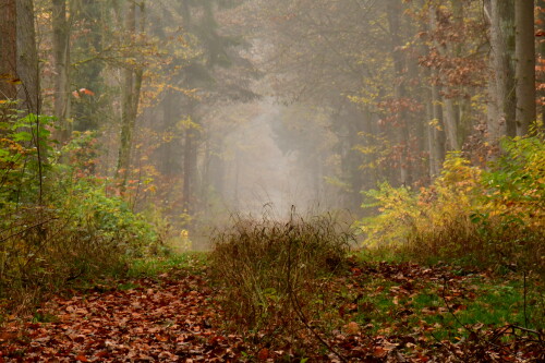 2024-11-10-Herbstnebelwald-7.jpeg