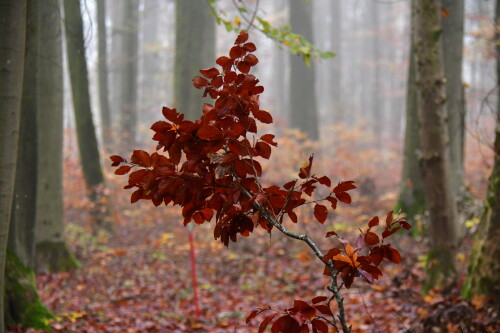 2024-11-10-besonderer-Herbststraus-1.jpeg