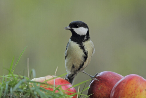 Kohlmeise_Parus-major_20221030_0002_B_1_Web.jpeg