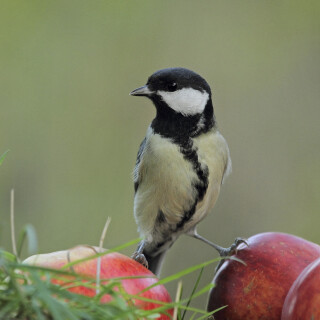 Kohlmeise_Parus-major_20221030_0002_B_1_Web