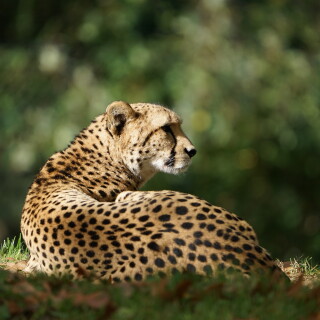 Gepard