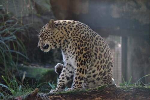 Persicher-Leopard.jpeg