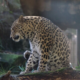 Persicher-Leopard