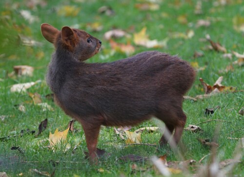 Pudu.jpeg