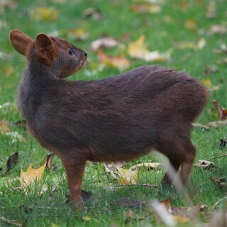 Pudu