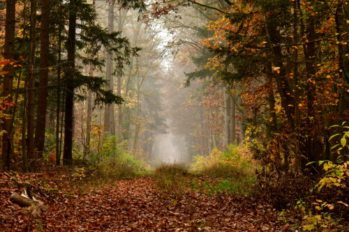 2024-11-10-Herbstnebelwald-9.jpeg