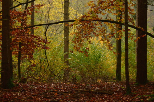 2024-11-10-Herbstwald-31.jpeg