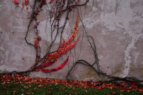 2024-11-10-Spielberg-herbstlicher-Burgschmuck-1.jpeg