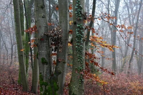 2024-11-10-bunt-sind-schon-die-Walder.jpeg