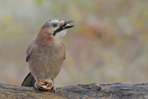 Eichelhaeher_Garrulus-glandarius_20221209_0001_B_Web.jpeg