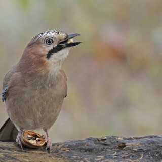 Eichelhaeher_Garrulus-glandarius_20221209_0001_B_Web