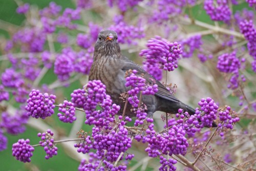 amsel-im-liebesperlenstrauch-callicarpa-1.jpeg