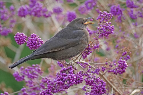 amsel-im-liebesperlenstrauch-callicarpa-2.jpeg