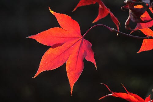 japanischer-ahorn-acer-palmatum-im-herbst.jpeg