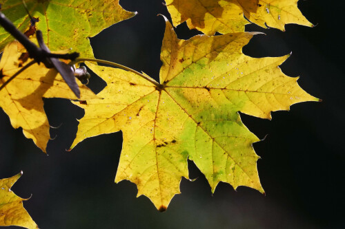 spitzahornblatt-im-herbst.jpeg