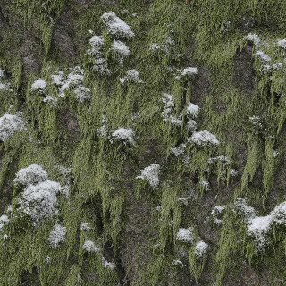 Flechte_Lichen_20241121_0002_B1_Web