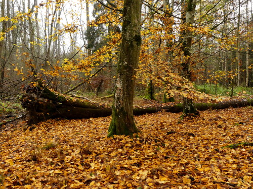 2024-11-15-Herbstwald-1.jpeg