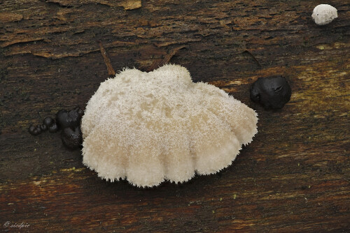 Gemeiner-Spaltblaettling_Schizophyllum-commune_20241124_0001-32_B_Web.jpeg