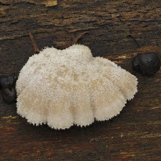 Gemeiner-Spaltblaettling_Schizophyllum-commune_20241124_0001-32_B_Web