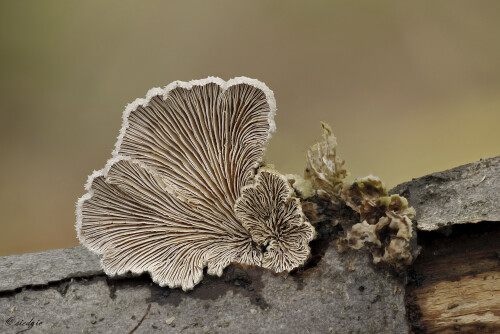 Gemeiner-Spaltblaettling_Schizophyllum-commune_20241124_0002-31_B_Web.jpeg