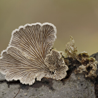 Gemeiner-Spaltblaettling_Schizophyllum-commune_20241124_0002-31_B_Web