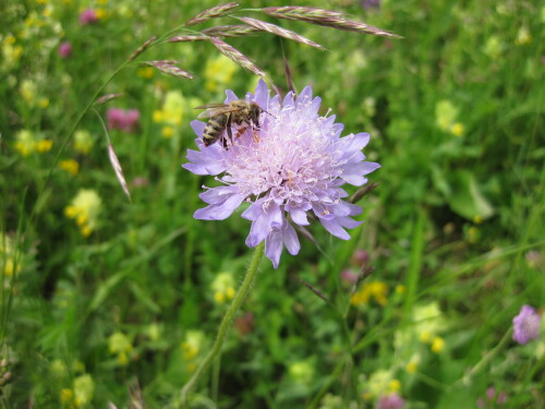 Engen-Petersfels-Brudertal-Sommerwiese-Biene.jpeg