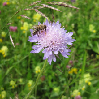 Engen-Petersfels-Brudertal-Sommerwiese-Biene