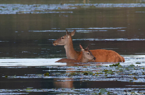 KL2A3300_-Sonja-Haase-Hirschkuh-und-Kalb-Wasser.jpeg