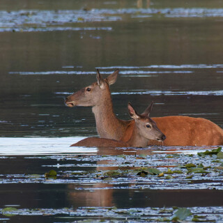 KL2A3300_-Sonja-Haase-Hirschkuh-und-Kalb-Wasser