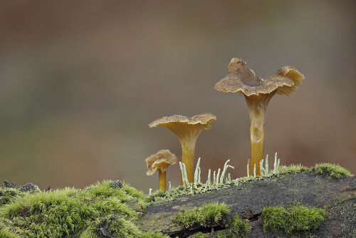 Gelbstieliger-Trompetenpfifferling_Cantharellus-tubaeformis-var.-lutescens_20241124_0001-30_B_Web.jpeg