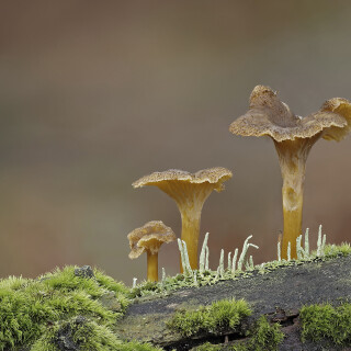 Gelbstieliger-Trompetenpfifferling_Cantharellus-tubaeformis-var.-lutescens_20241124_0001-30_B_Web