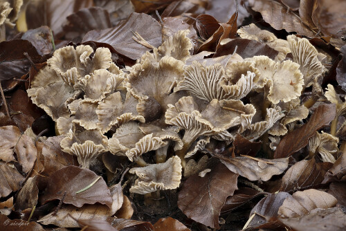 Gelbstieliger-Trompetenpfifferling_Cantharellus-tubaeformis-var.-lutescens_20241124_0002-37_B_Web.jpeg