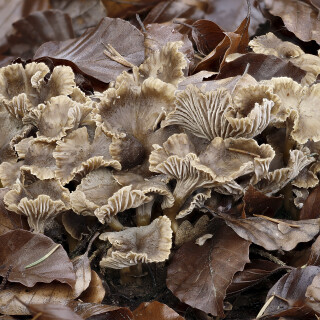 Gelbstieliger-Trompetenpfifferling_Cantharellus-tubaeformis-var.-lutescens_20241124_0002-37_B_Web