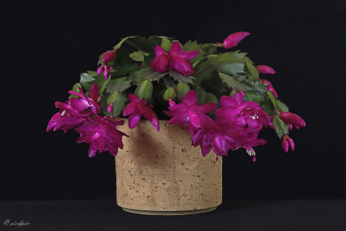 Weihnachtskaktus_Schlumbergera_20241130_0001_B_Web.jpeg