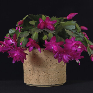 Weihnachtskaktus_Schlumbergera_20241130_0001_B_Web