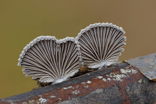 Gemeiner-Spaltblaettling_Schizophyllum-commune_20241129_0001-45_B_Web.jpeg