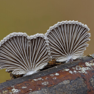 Gemeiner-Spaltblaettling_Schizophyllum-commune_20241129_0001-45_B_Web