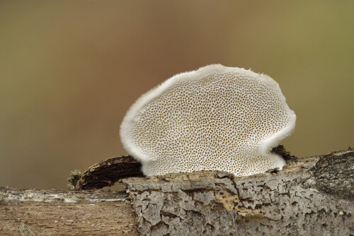 Striegelige-Tramete_Trametes-hirsuta_20241124_0002-39_B_Web.jpeg