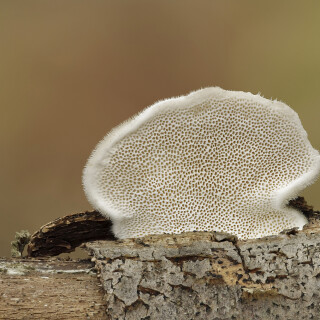 Striegelige-Tramete_Trametes-hirsuta_20241124_0002-39_B_Web