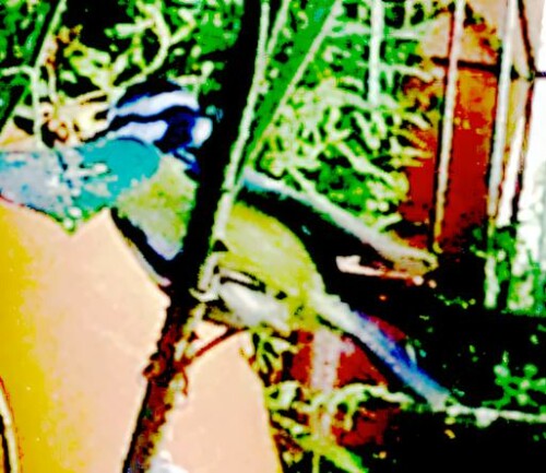 K800_BlaumeiseDyanistes-caeruleusL.-1758-an-einem-Rosenstangel-Dezember-2924_upscayl_1x_ultrasharp.jpeg