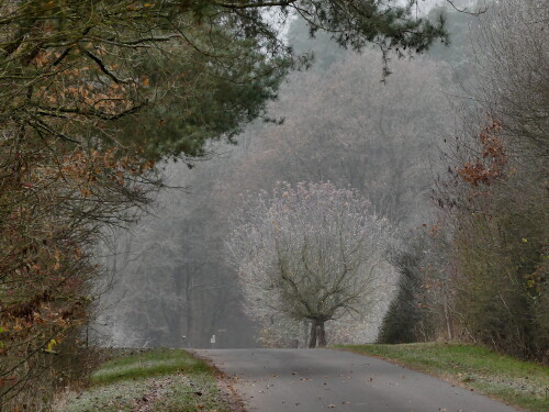 2024-12-01-Raureifmorgen-bei-Schonbrunn-im-Steigerwald-2.jpeg