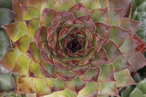 Hauswurz_Sempervivum_20241026_0001_B_Web.jpeg