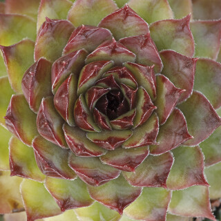 Hauswurz_Sempervivum_20241026_0001_B_Web