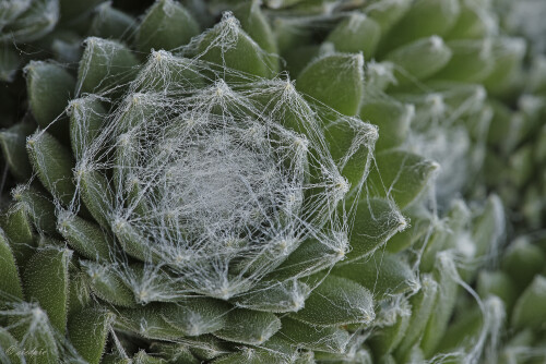 Spinnweb-Hauswurz_Sempervivum-arachnoideum_20241026_0001_B_Web.jpeg