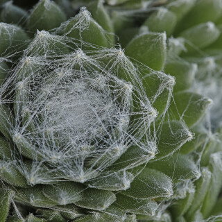 Spinnweb-Hauswurz_Sempervivum-arachnoideum_20241026_0001_B_Web