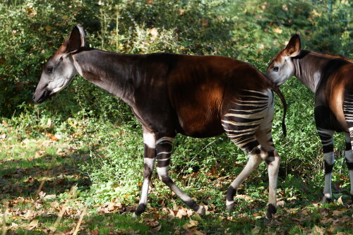 Okapi-2.jpeg